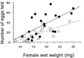Eggs vs. weight in a firefly
