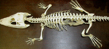 Alligator skeleton