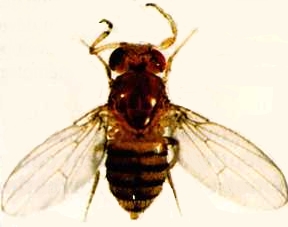 Antennapedia mutant