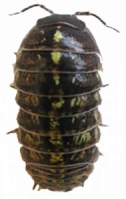 Armadillidium vulgare