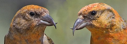 Male red crossbills