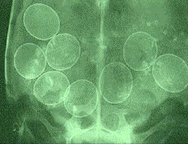 X-ray with eggs