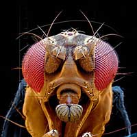 Drosophila melanogaster