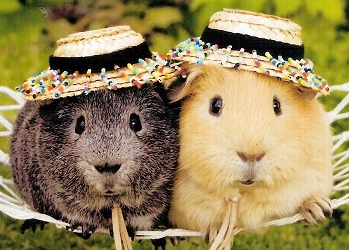 Two guinea pigs wearing hats