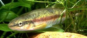 Blacknose dace