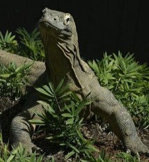 Smiling Komodo dragon