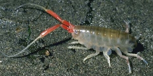 An amphipod