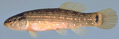 Eastern mudminnow