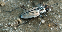 Tiger beetle