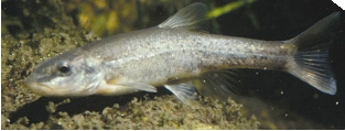 Longnose dace