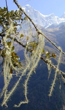 Old man's beard lichen