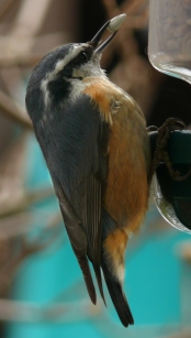 Red-breasted nuthatch