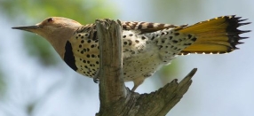 Northern flicker