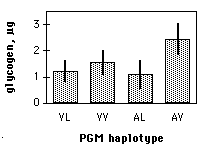 Glycogen and Pgm in Drosophila melanogaster