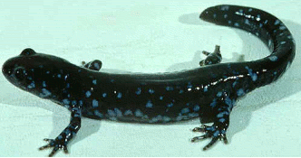 Bluespotted salamander