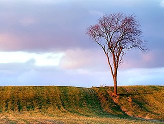 American elm