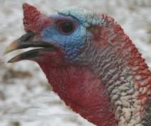 A turkey's head