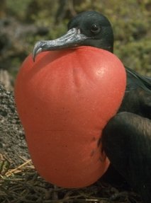 Magnificent frigatebird